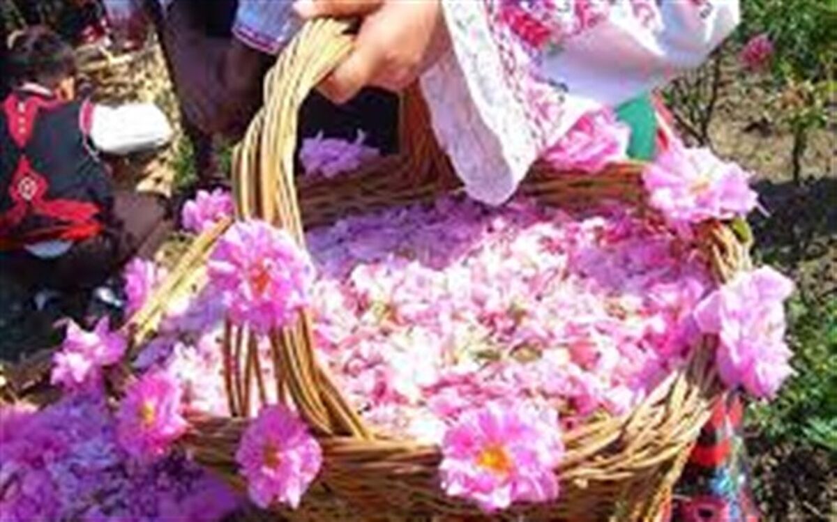 «صبح عزا»، «مهارت گلابگیری روستای گیلده» و «مهارت شالبافی ویسرود» ثبت ملی شدند