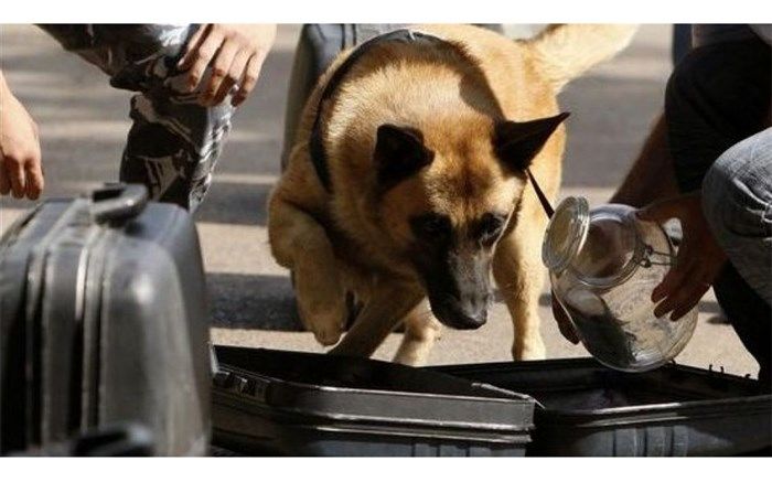 موافقت  سازمان جهانی گمرک برای ایجاد آموزش منطقه ای سگ های موادیاب