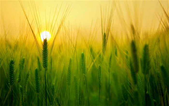 افزایش دما و وزش باد در برخی مناطق