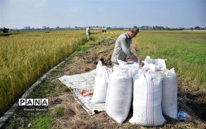 خیز ملایم قیمت برنج در مازندران بعد از رکود پاییزی
