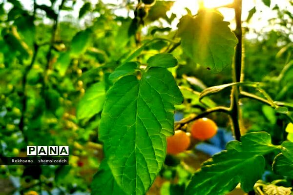 مزرعه پرورش توت فرنگی و گوجه فرنگی در  روستای درونک شهرستان امیدیه