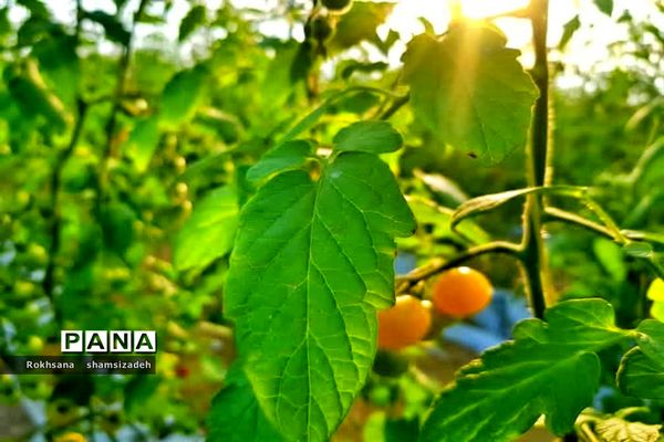 مزرعه پرورش توت فرنگی و گوجه فرنگی در  روستای درونک شهرستان امیدیه