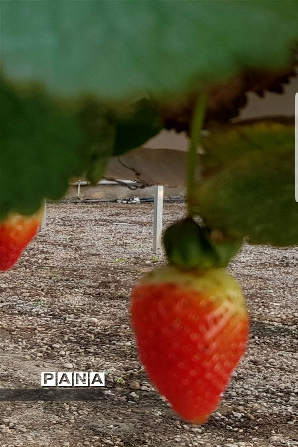 مزرعه پرورش توت فرنگی و گوجه فرنگی در  روستای درونک شهرستان امیدیه