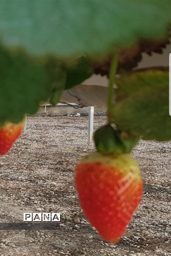 مزرعه پرورش توت فرنگی و گوجه فرنگی در  روستای درونک شهرستان امیدیه