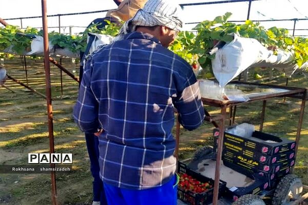 مزرعه پرورش توت فرنگی و گوجه فرنگی در  روستای درونک شهرستان امیدیه