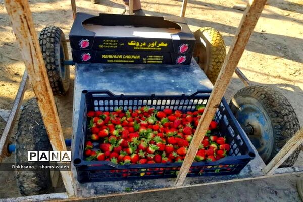 مزرعه پرورش توت فرنگی و گوجه فرنگی در  روستای درونک شهرستان امیدیه