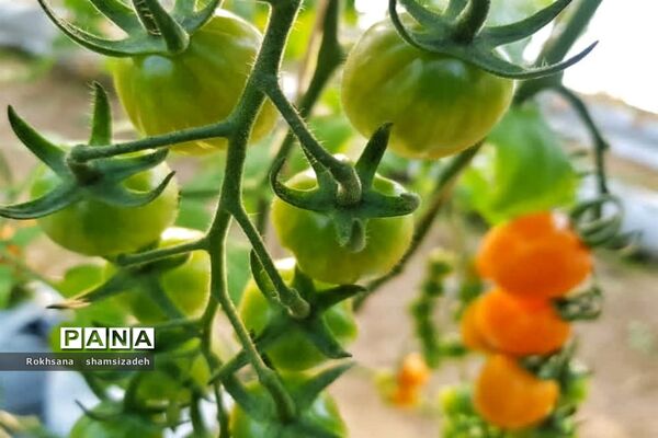 مزرعه پرورش توت فرنگی و گوجه فرنگی در  روستای درونک شهرستان امیدیه