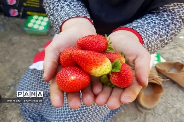 مزرعه پرورش توت فرنگی و گوجه فرنگی در  روستای درونک شهرستان امیدیه