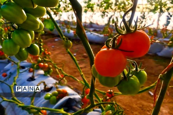 مزرعه پرورش توت فرنگی و گوجه فرنگی در  روستای درونک شهرستان امیدیه