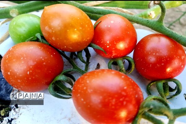 مزرعه پرورش توت فرنگی و گوجه فرنگی در  روستای درونک شهرستان امیدیه