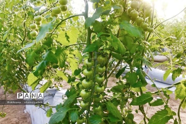 مزرعه پرورش توت فرنگی و گوجه فرنگی در  روستای درونک شهرستان امیدیه