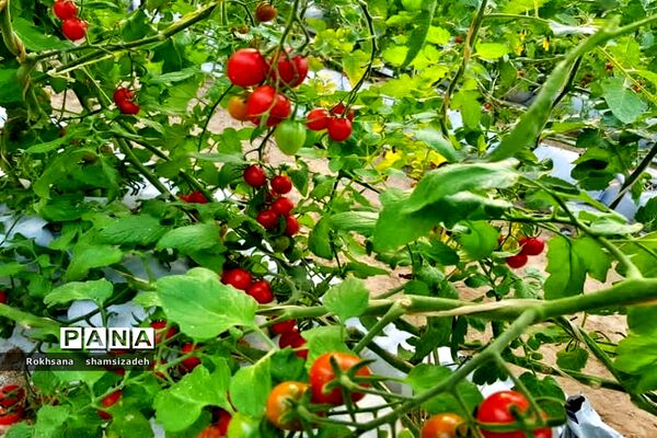 مزرعه پرورش توت فرنگی و گوجه فرنگی در  روستای درونک شهرستان امیدیه