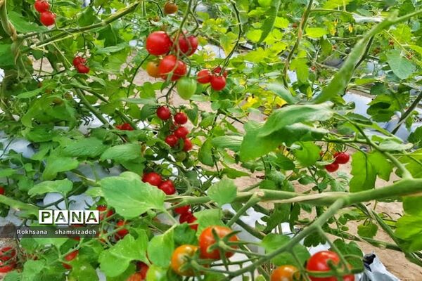 مزرعه پرورش توت فرنگی و گوجه فرنگی در  روستای درونک شهرستان امیدیه