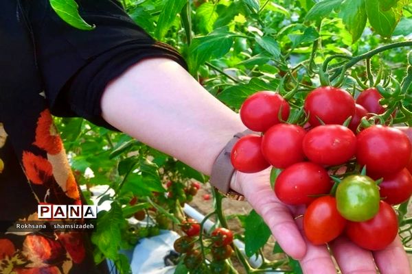 مزرعه پرورش توت فرنگی و گوجه فرنگی در  روستای درونک شهرستان امیدیه