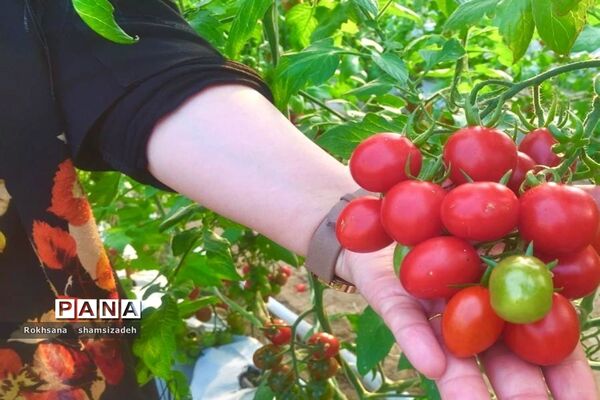 مزرعه پرورش توت فرنگی و گوجه فرنگی در  روستای درونک شهرستان امیدیه