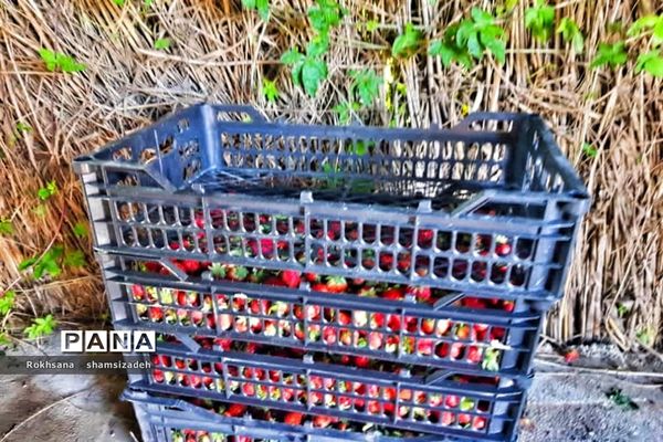 مزرعه پرورش توت فرنگی و گوجه فرنگی در  روستای درونک شهرستان امیدیه