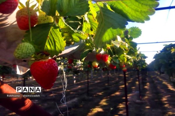 مزرعه پرورش توت فرنگی و گوجه فرنگی در  روستای درونک شهرستان امیدیه