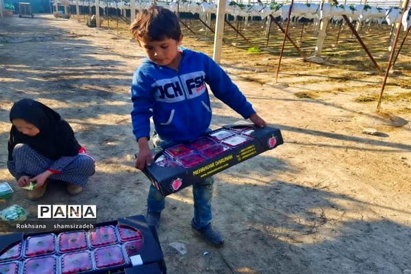 مزرعه پرورش توت فرنگی و گوجه فرنگی در  روستای درونک شهرستان امیدیه