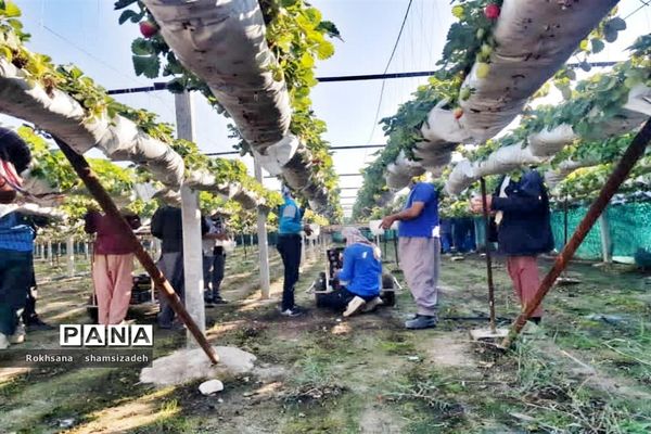 مزرعه پرورش توت فرنگی و گوجه فرنگی در  روستای درونک شهرستان امیدیه