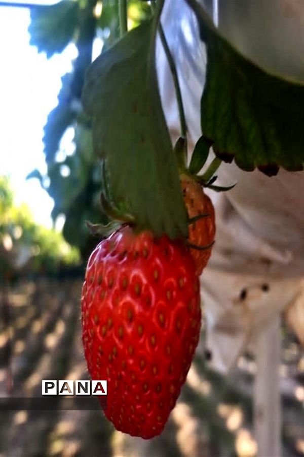 مزرعه پرورش توت فرنگی و گوجه فرنگی در  روستای درونک شهرستان امیدیه