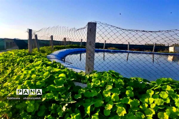 مزرعه پرورش توت فرنگی و گوجه فرنگی در  روستای درونک شهرستان امیدیه