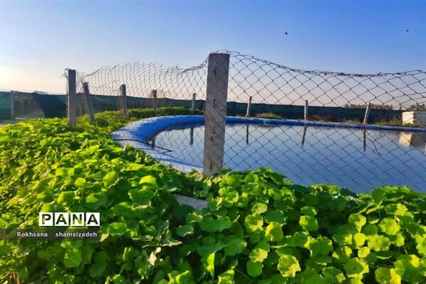 مزرعه پرورش توت فرنگی و گوجه فرنگی در  روستای درونک شهرستان امیدیه