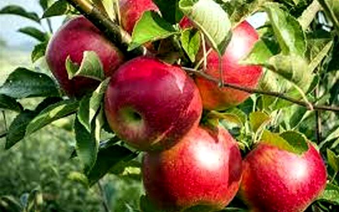 امارات متحده عربی،  چهارمین بازار هدف برای صادرات سیب درختی ایران