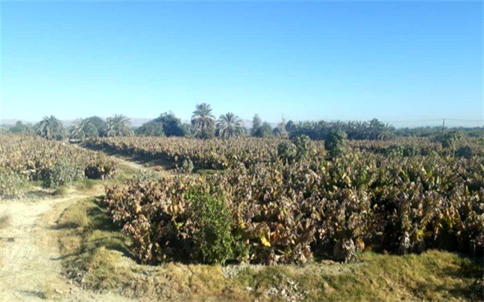 500 هکتار باغات موز در کنارک  به دلیل سرمای شدید نابود شد