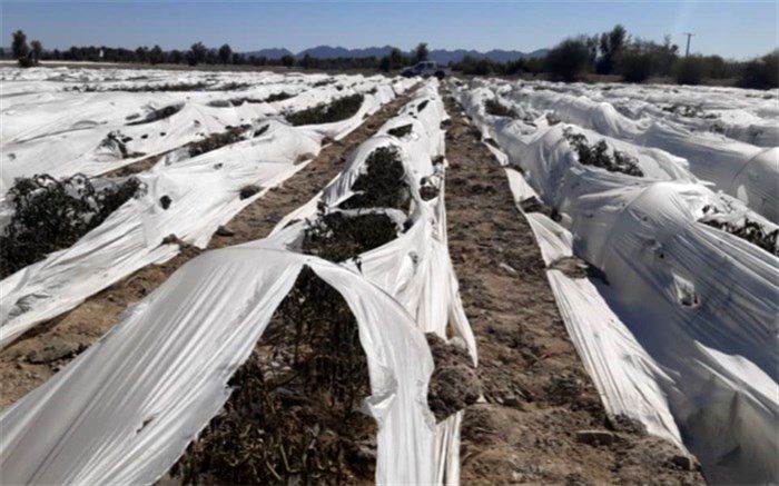 خسارت کشاورزان سیستان و بلوچستانی از سرما به بیش از 85 میلیارد تومان رسید