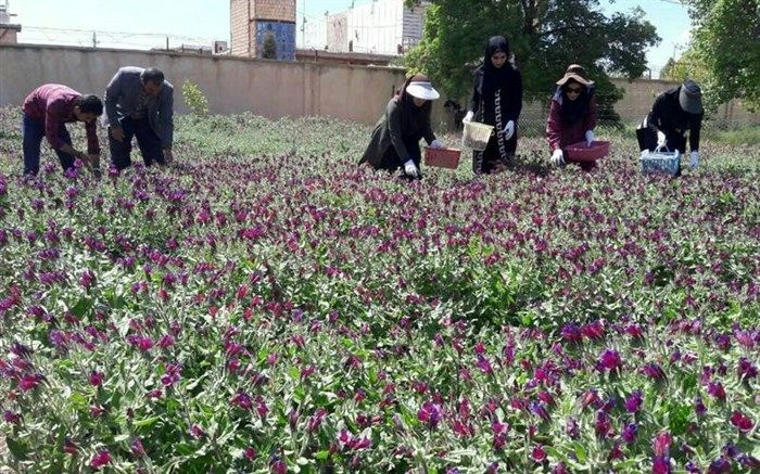 صادرات گیاهان دارویی ۱۲۰ درصد افزایش یافت