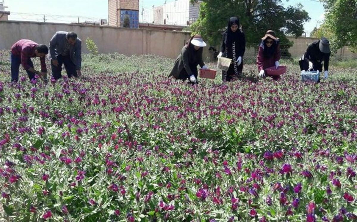 صادرات گیاهان دارویی ۱۲۰ درصد افزایش یافت