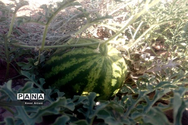 هندوانه دیمی