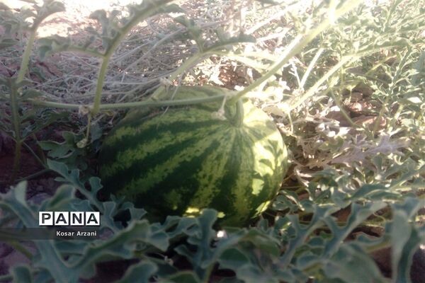 هندوانه دیمی