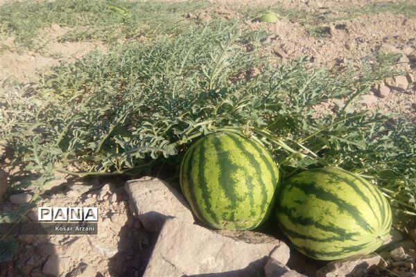 هندوانه دیمی