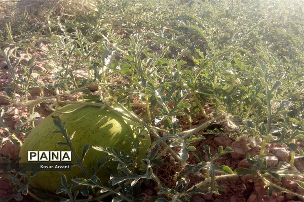 هندوانه دیمی