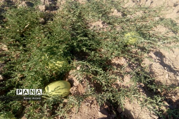 هندوانه دیمی