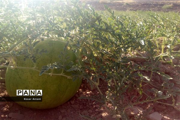 هندوانه دیمی