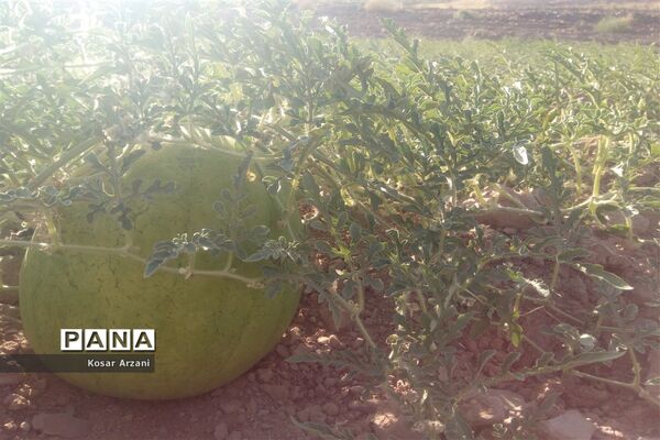 هندوانه دیمی