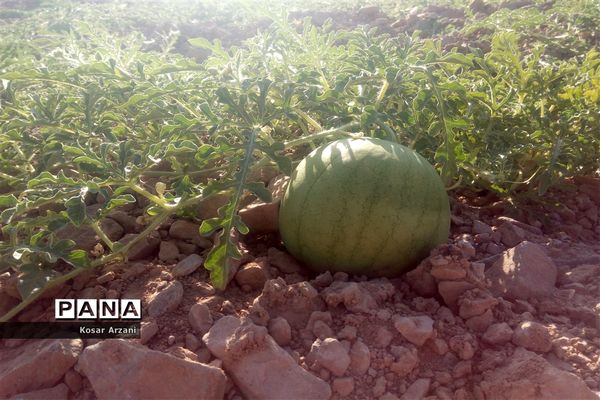 هندوانه دیمی