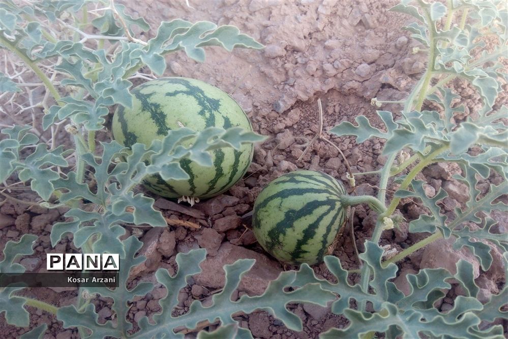 هندوانه دیمی