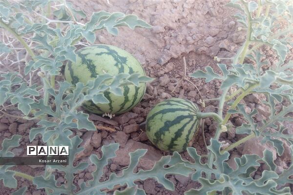 هندوانه دیمی