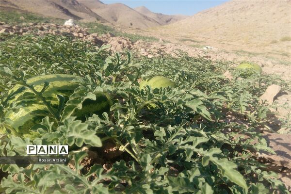هندوانه دیمی