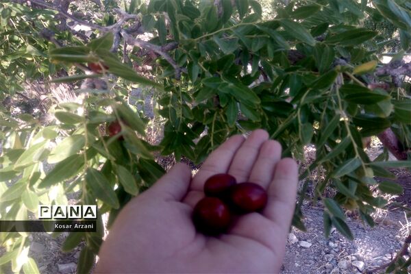عناب تازه و شیرین