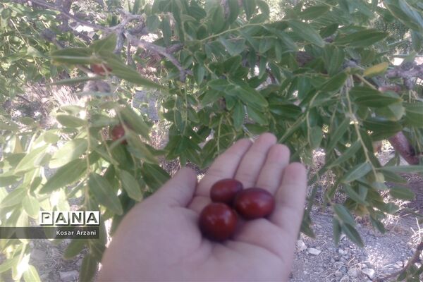 عناب تازه و شیرین