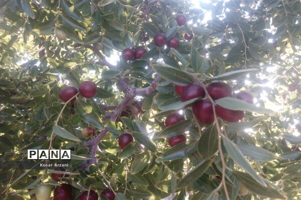 عناب تازه و شیرین