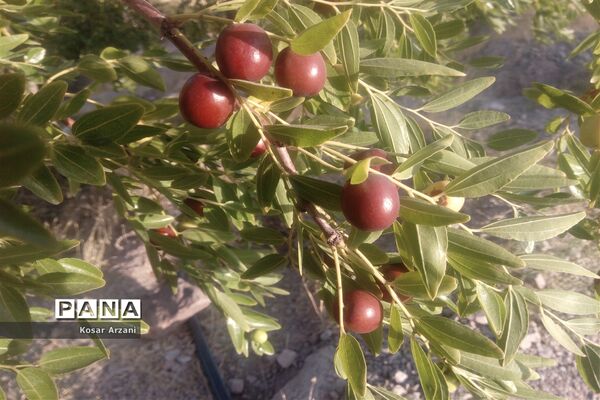 عناب تازه و شیرین