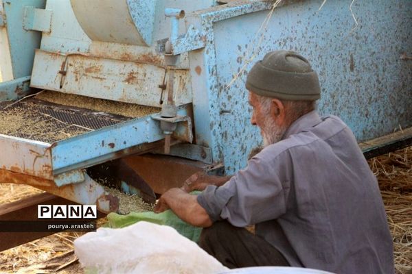 خرمن کوبی گندم درشهرخوسف  خراسان جنوبی