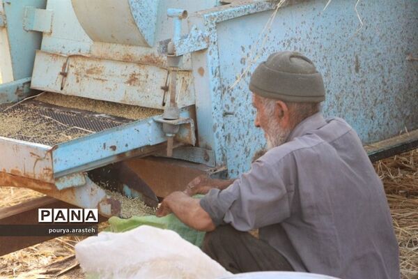 خرمن کوبی گندم درشهرخوسف  خراسان جنوبی