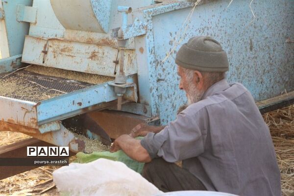 خرمن کوبی گندم درشهرخوسف  خراسان جنوبی