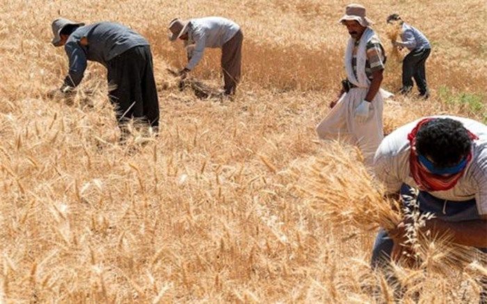 خرید گندم مازاد بر نیاز کشاورزان از ۸ میلیون تن گذشت